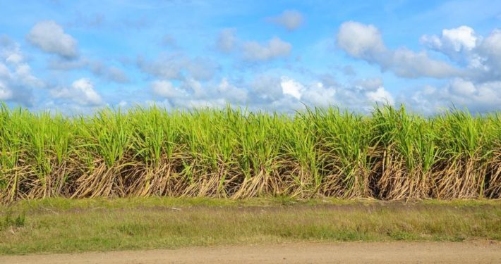 Zuckerrohr, Landwirtschaft